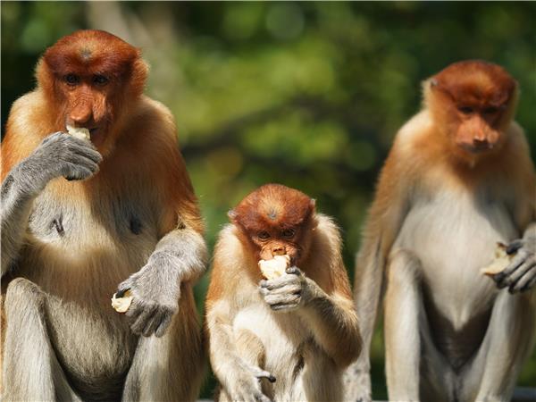 Borneo wildlife vacation