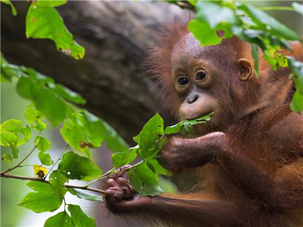 Borneo wildlife vacation