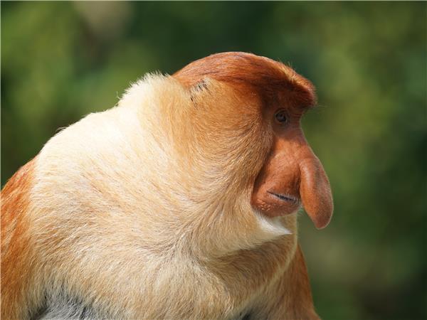 Borneo wildlife vacation