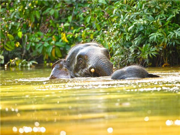 Borneo wildlife vacation