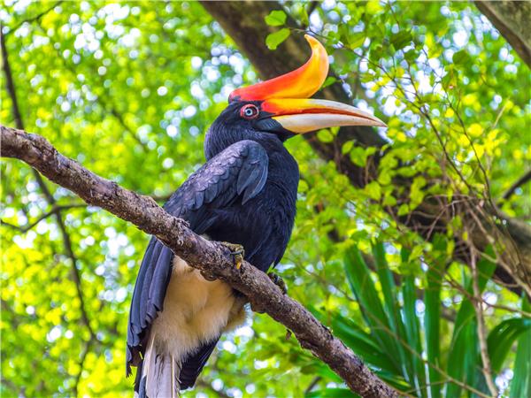 Borneo wildlife vacation