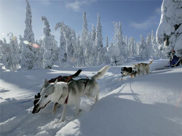 Finnish family winter adventure vacation
