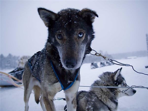 Finnish family winter adventure vacation