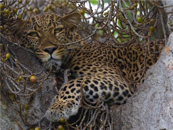 Rwanda, Uganda and Kenya camping safari, gorillas & the Mara