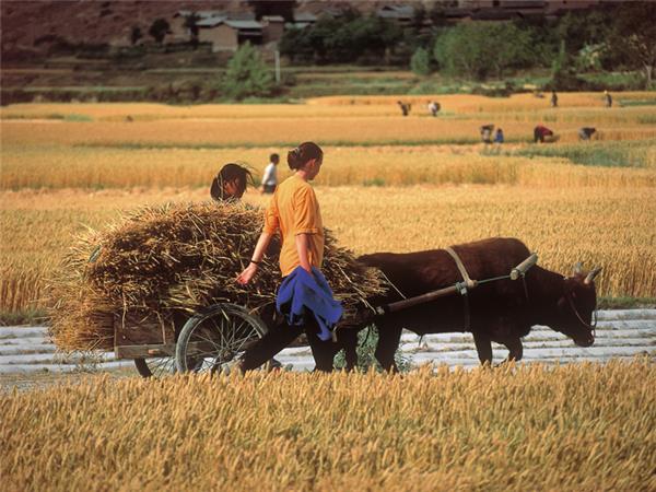 Vietnam small group cycling vacation