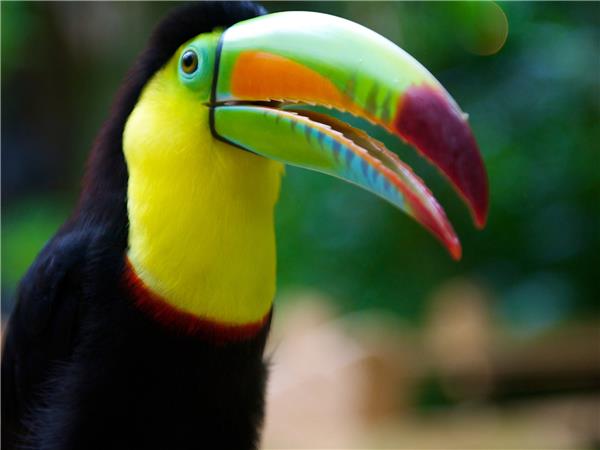 Costa Rica adventure and wildlife vacation