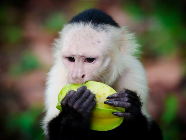 Costa Rica adventure and wildlife vacation
