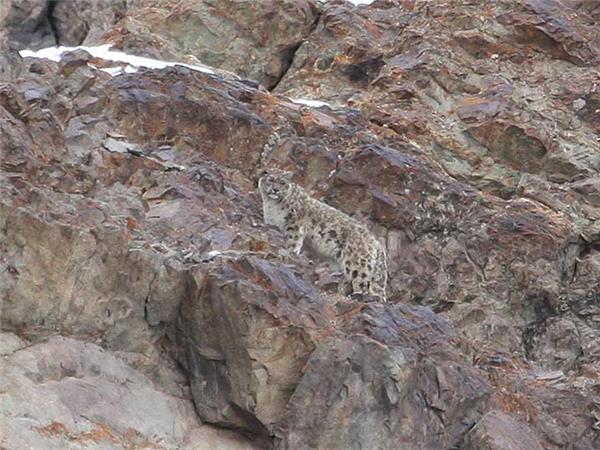 Snow Leopard searching vacation in Ladakh