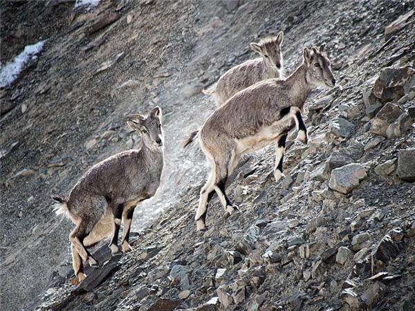 Snow Leopard searching vacation in Ladakh
