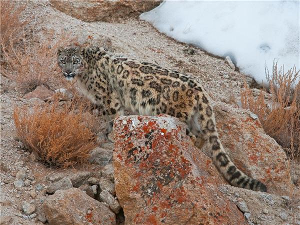 Snow Leopard searching vacation in Ladakh