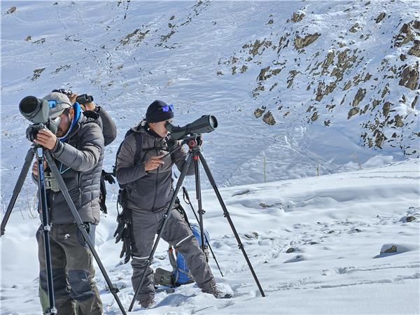 Snow Leopard searching vacation in Ladakh
