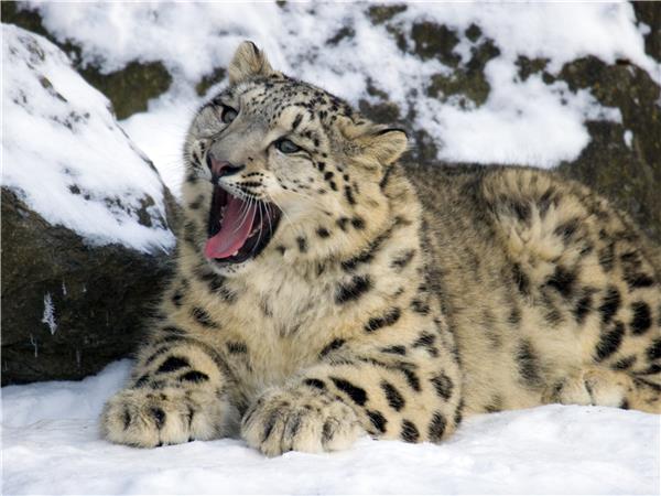Snow Leopard searching vacation in Ladakh