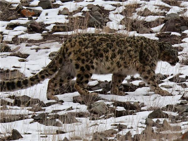 Snow Leopard searching vacation in Ladakh