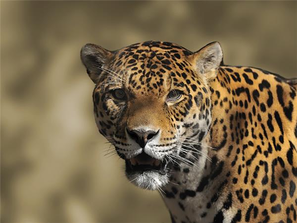 Jaguar watching vacation in Brazil