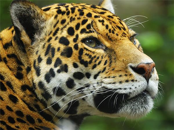 Jaguar watching vacation in Brazil