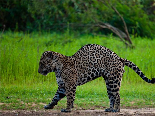 Jaguar watching vacation in Brazil