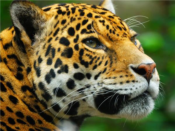 Jaguar watching vacation in Brazil