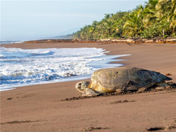 Costa Rica wildlife holiday, Coastal Secrets