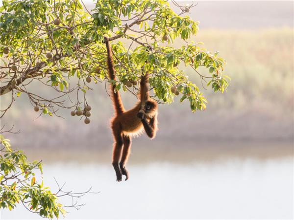 Costa Rica wildlife holiday, Coastal Secrets