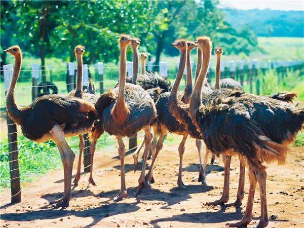 Garden Route tour, South Africa