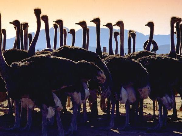Garden Route tour, South Africa