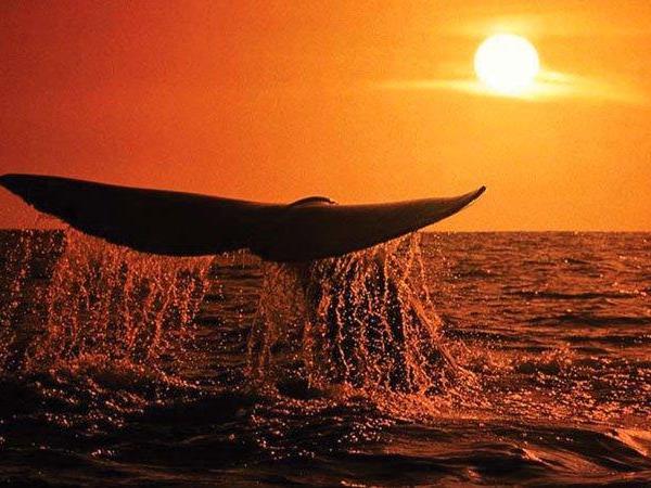 Garden Route tour, South Africa