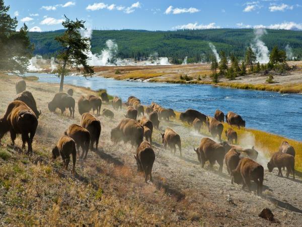 Camping tour of Yellowstone, USA