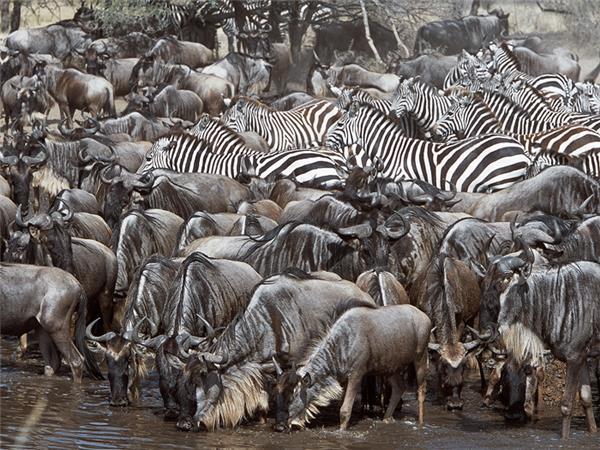 Masai Mara photographic safari in Kenya