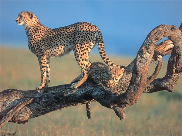 Masai Mara photographic safari in Kenya