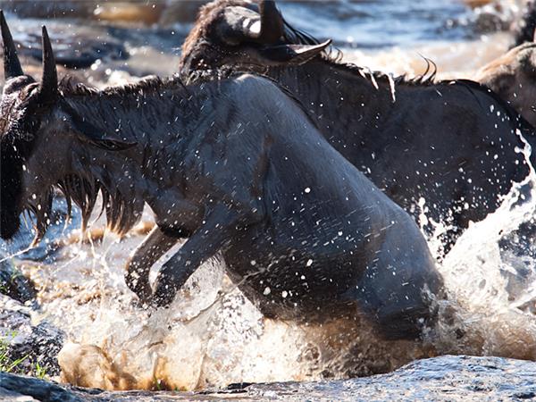 Masai Mara photographic safari in Kenya