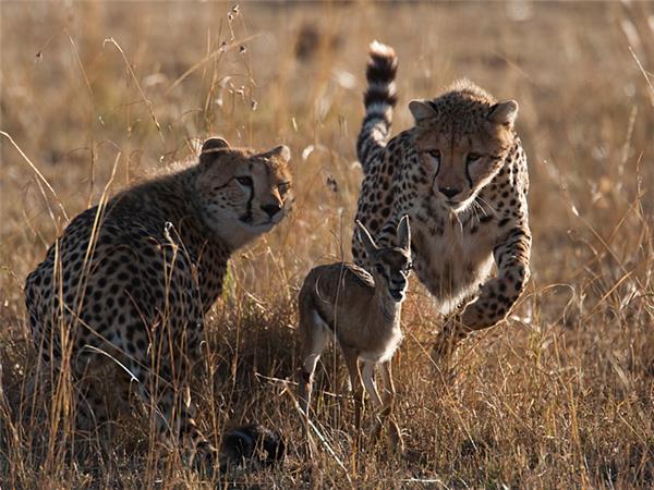 Masai Mara photographic safari in Kenya
