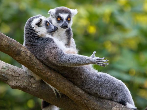 Madagascar small group vacation