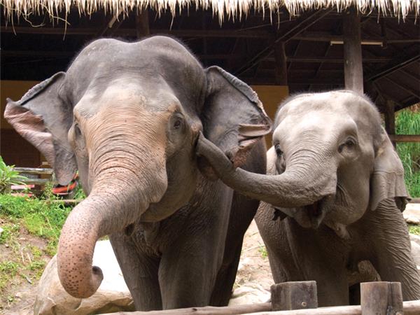 Thailand family vacation