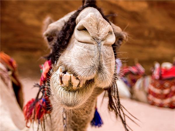 Jordan and Egypt budget vacation