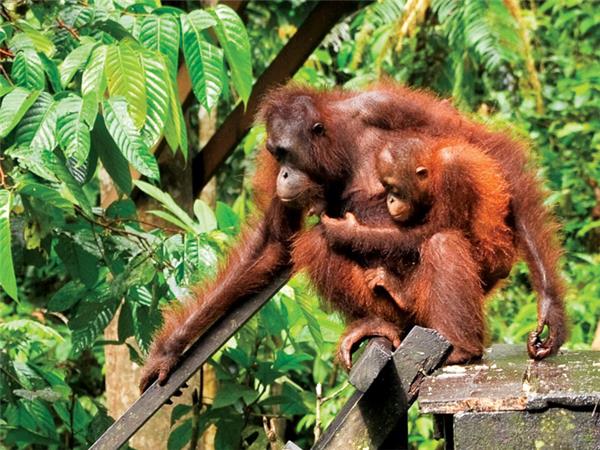Borneo small group vacation