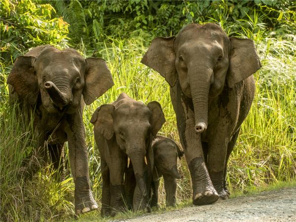Borneo small group vacation