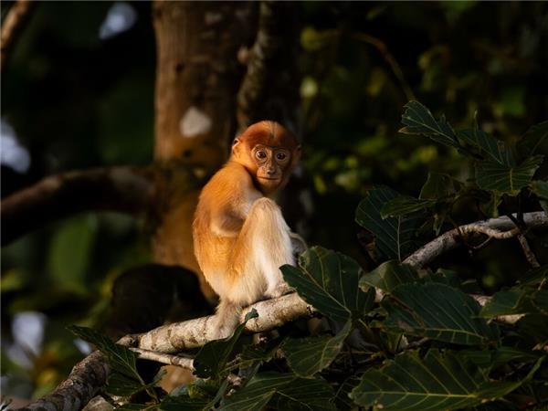 Borneo small group vacation