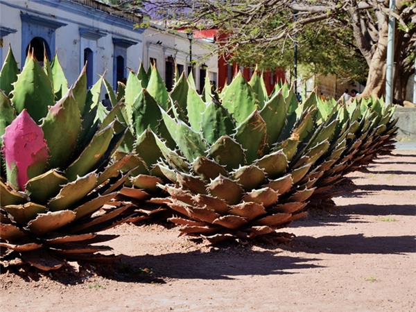 Mexico small group vacation, a food adventure