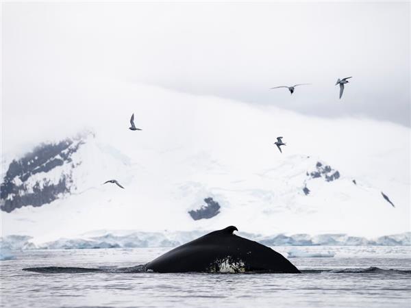 Best of Antarctica vacation