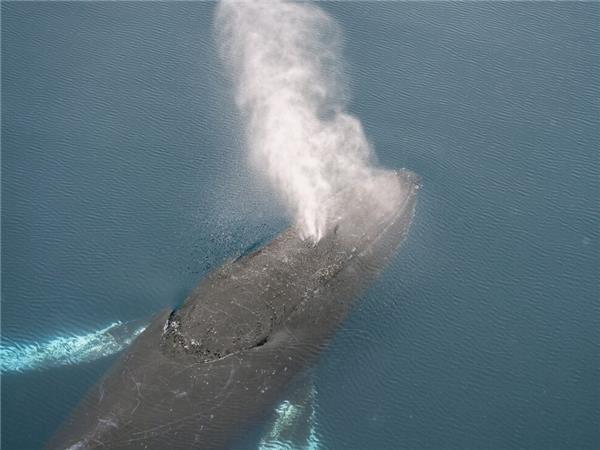 Best of Antarctica vacation