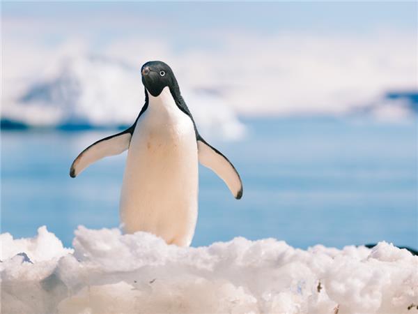 Best of Antarctica vacation