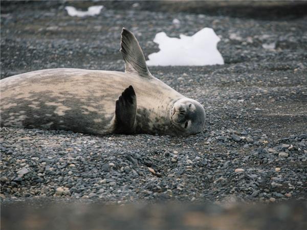 Best of Antarctica vacation