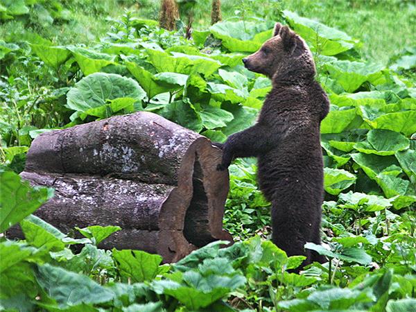 Carpathian Mountains conservation & culture vacation