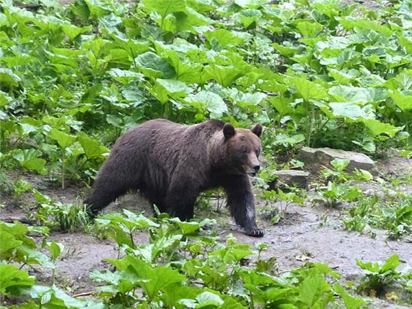 Carpathian Mountains conservation & culture vacation