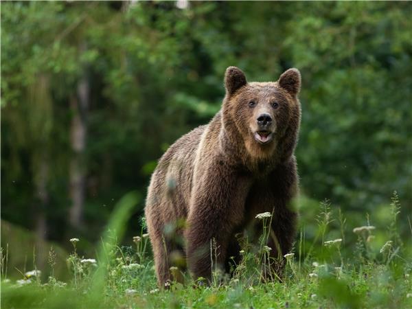 Carpathian Mountains conservation & culture vacation