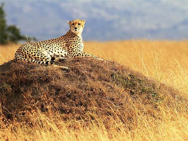 Kenya and Tanzania safari adventure