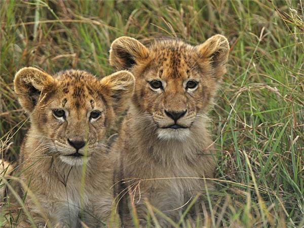 Kenya and Tanzania safari adventure