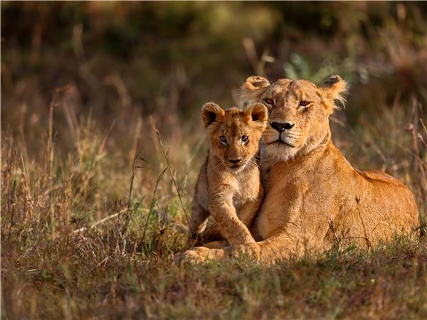 Kenya and Tanzania safari adventure