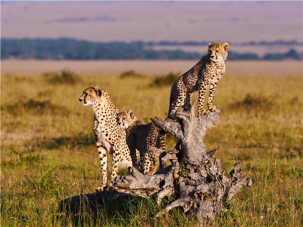 Kenya and Tanzania safari adventure