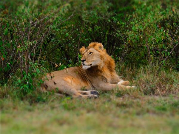 Kenya and Tanzania safari adventure